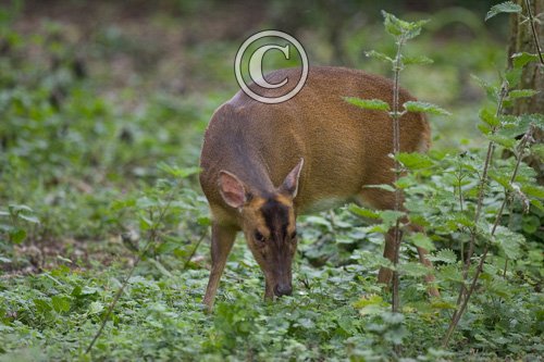 Muntjac Deer DM0634